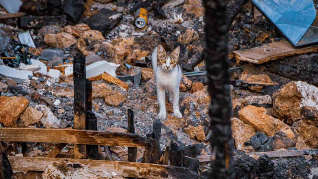 Küle dönen evde 6 yavrusunu arıyor 1